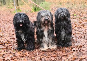 Schapendoes Zanne, Eslin en Ksenna van de Roeskebeer, 3 generaties